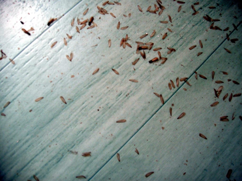 termites ailés