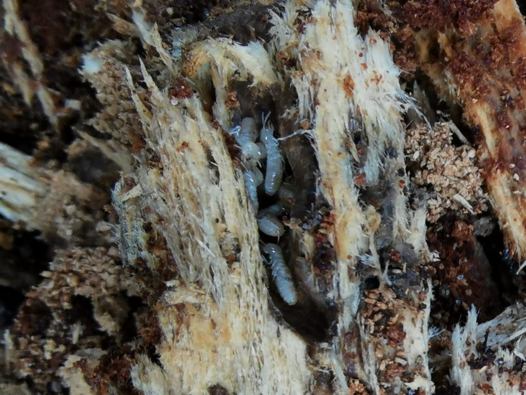 termites souterrains